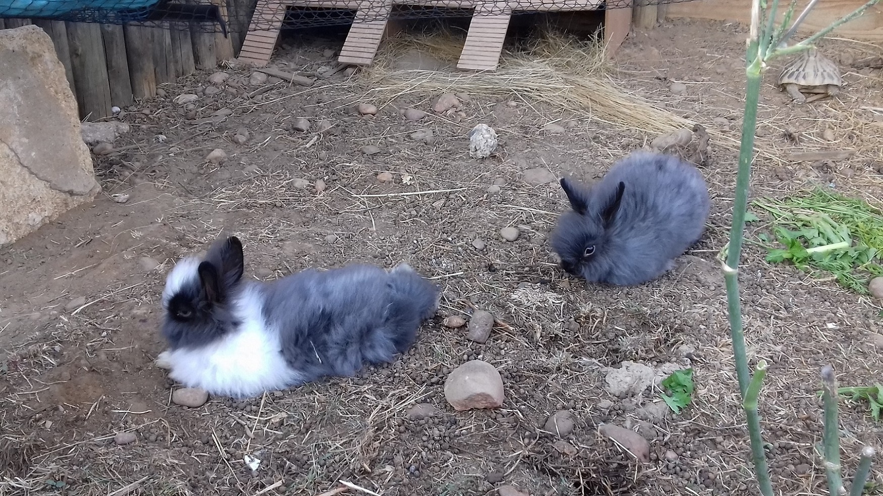 Réglisse en compagnie de son frère détendu du pompon